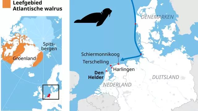 route-walrus